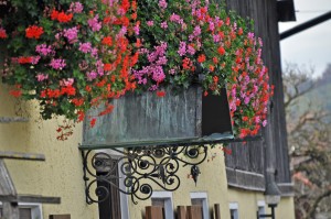 Blumenpracht in Nußdorf